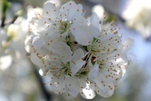 Byliny jarní: Jak je využít pro detoxikaci a posílení imunity