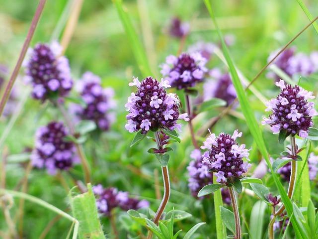 Tymián obecný: Léčivé účinky a využití této aromatické bylinky