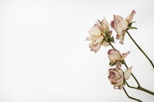 Jak uvařit kotvičník herbář: Recepty pro zdraví 4 Jak uvařit kotvičník herbář: Recepty pro zdraví