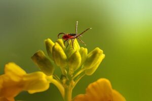 Skočec obecný: Jak si pomoci s únavou a vyčerpáním přírodní cestou