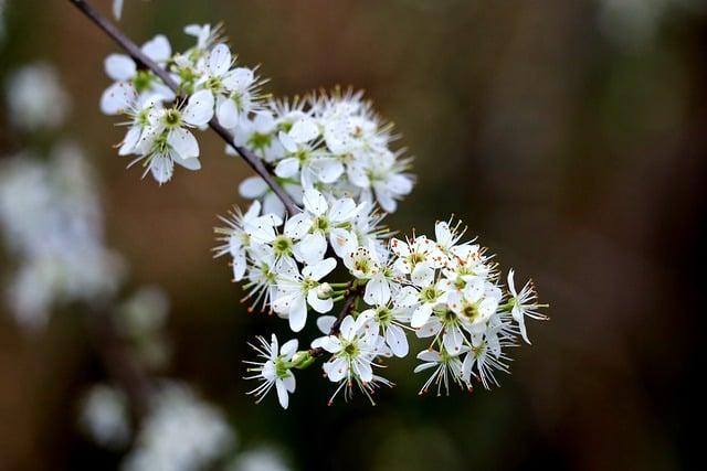 Hloh květ list: Tradiční léčivý bylinkový prostředek