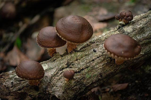 Jak shiitake pomáhá posilovat imunitu