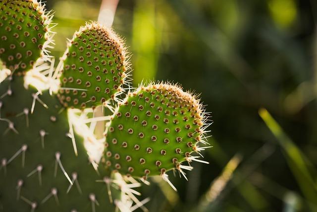 Nopal jako pomocník při detoxikaci těla a redukci hmotnosti