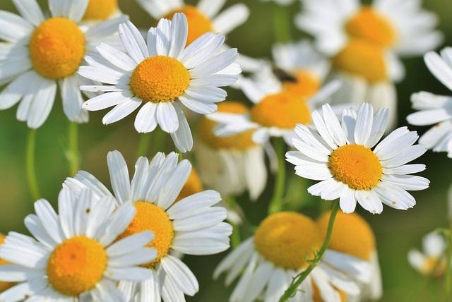 Objevte tajemství účinků⁢ Hermanek květu na lidské​ zdraví