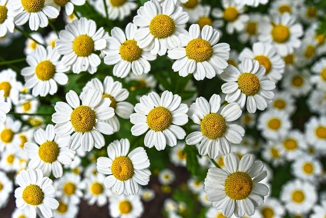 Jak ⁤může Hermanek květ přispět k vaší‌ celkové pohodě‍ a harmonii