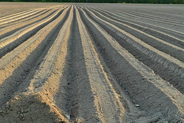Příprava půdy pro pěstování pískavice řeckého sena