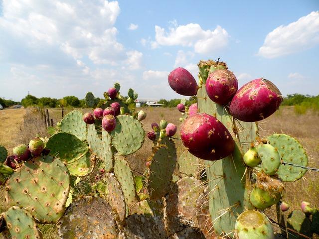 Nopal jako přírodní zdroj vlákniny a antioxidantů