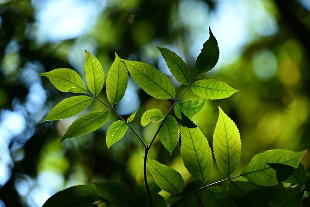 Co je fotosyntéza a proč je důležitá pro život na Zemi